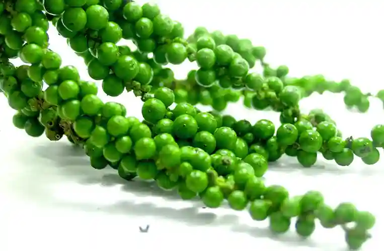 Fresh Green Peppercorns Thailand