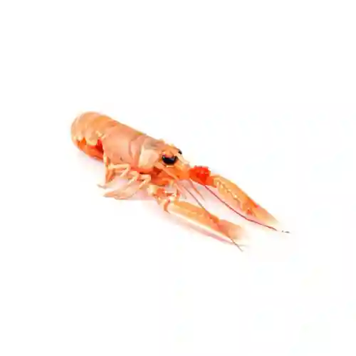 Frozen Small Langoustine Denmark (17/20)