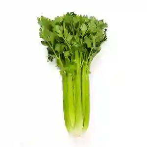 Fresh Celery