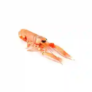 Frozen Small Langoustine Denmark (17/20)